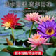 Water lily hydroponic plants bloom in all seasons, fish tanks, ponds, lotus pots, water-based root blocks, 5 large quality water lilies (mixed colors with buds)
