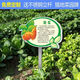 Introduction to Vinoya vegetables, vegetable garden vegetable patch, vegetable signage, vegetable variety display board, introduction to vegetables and fruits, 20x30cm (smaller size) 01 type + free stainless steel pole and screws