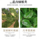 Carbendazim plant nutrient solution black spot leaf spot disease succulent yellow leaf orchid flower chlorothalonil agent carbendazim 900g/bag strong