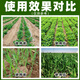 30% Polybutrazole Methionium Growth Regulator Wheat Peanut Growth Regulator Peach Tree Control slightly Paclobutrazol 500g*5 bottles Most people choose