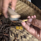 Naqu Zhifa 2025 Tibet Naqu High Altitude Authentic Wild First Fresh Cordyceps sinensis One-to-One Pay Ten Naqu Wild Grass 1.5g/root-10 root
