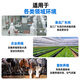 IGENU Ozone Generator Portable Pipeline Industrial Commercial Disinfection Machine Breeding Farm Livestock Farm Deodorization School Laboratory Sterilization Food Cosmetics Factory Clean Workshop Deodorization 10g/h Upgraded Model (Cycle Timing + Countdown)