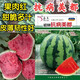 Meidu watermelon seeds, disease-resistant, thin-skinned, crack-resistant, sweet, crisp, red flesh, super 8424 Jingxin round watermelon seeds, 1000 grains, large package, disease-resistant Meidu 5 bags