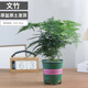 Asparagus potted indoor living room plants flowers office green plants desktop air purification creative small bonsai original pot selected small asparagus 15-22cm high 1 pot + seedling tray