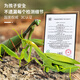 
MOTHER/NEAR remote control mantis electric simulation toys Douyin prank artifact cockroach boys can move spider crawling animals [Classic version - remote control ladybug] red 9922+ screwdriver official standard