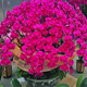 Double Foil Phalaenopsis Potted Orchid Seedlings with Foils and Flower Buds Blooming in All Seasons Indoor Flowers are Easy to Maintain and Live 18. Red Butterfly--Double Foil Sword is shipped and is good as a potted plant
