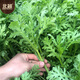Beishu small-leaf chrysanthemum seeds small-leaf family balcony farmhouse four-season vegetable seeds small-leaf chrysanthemum seeds about 3000 pieces