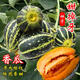 Tianfen rock sugar melon, sweet and tooth-dropping melon seeds, thin-skinned, super-sweet flower-skinned cantaloupe spring seeds, four-season fruits, autumn and summer, selected new species, cantaloupe seeds, original 300 capsules