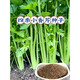 Four Seasons Parsley Seeds, Crispy, Tender and Thin-stemmed Celery Seeds, Heat and Cold Resistant, High Yield Field Base Vegetable Seeds. Original and Authentic Four Seasons Parsley, about 2,000 capsules. Original Color Packet 1 Pack