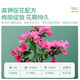 Stanley Bougainvillea flower special flower fertilizer nutrient solution household potted flower plant flowering fertilizer 500ml