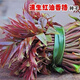 Red oil toon seeds have good taste and strong fragrance wholesale bulk four-season fast-growing toon sapling seeds easy to grow live vegetables 2000 toon seeds + 1 pack of random seeds from the Song Dynasty