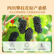 贡苑桑葚红花茶 央视推荐中药材桑椹藏红花熬夜去黑眼圈组合茶包156g