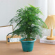 Asparagus potted indoor living room plants flowers office green plants desktop air purification creative small bonsai original pot selected small asparagus 15-22cm high 1 pot + seedling tray