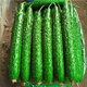 Green-core cucumber seed seedlings, high-yielding, heat-resistant cucumber seeds, Shouguang vegetable seeds for potted balcony planting in all seasons in spring, Jinyan No. 4 cucumber original 1 pack (about 50 pieces)