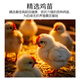 Zhongrun Yangtze Antibiotic-Free Chicken Breast 2Jin Jin is equal to 0.5kg Frozen Fresh Chicken Breast Antibiotic-free Certified Fitness Light Meal Replacement Chicken