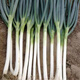 Pine Black Small Leaf King Green Onion Seeds Iron Steel Onion Zhangqiu Large Indus Green Onion Seeds Cold and Heat Resistant 90g Cans Pine Black Small Leaf King 3 cans