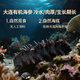 Bangchui Island Organic Dalian Frozen Sea Cucumber 5 Jin Jin is equal to 0.5 kg, gift box 65-75 pieces, sea cucumber solid content 85%, thawed, heated and ready to eat