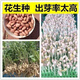 New goods have arrived, original dwarf oil-pressing peanut seeds, spring sown peanut seeds, thin-shell peanuts, dwarf flowers, first-generation peanut original seeds, half Jin Jin equal to 0.5 kg 250g
