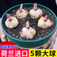 Los bulbos de lirio, los lirios perfumados, florecen en todas las estaciones y son buenos para alimentar flores y plantas, plántulas de flores de interior y exterior, semillas de flores en macetas, Hongzhuang, 5 tipos seleccionados de bulbos de lirio, empaquetados vivos.