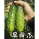 Mini fruit cucumber seeds, heat-resistant and high-yield, spring and summer small cucumber seeds, four-season balcony potted vegetable seeds, 18 dry cucumber seedlings