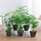 Asparagus potted indoor living room plants flowers office green plants desktop air purification creative small bonsai original pot selected small asparagus 15-22cm high 1 pot + seedling tray