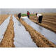 Yixiang white plastic film transparent thickened greenhouse film breeding film plastic cloth plastic paper agricultural film whole roll drip-free film thick 8 wires wide 8 meters * 120 meters long