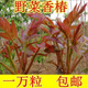 Red oil toon seeds have good taste and strong fragrance wholesale bulk four-season fast-growing toon sapling seeds easy to grow live vegetables 2000 toon seeds + 1 pack of random seeds from the Song Dynasty