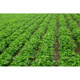 Shandong Academy of Agricultural Sciences high-yielding peanut seeds Luhua No. 9 large-grain early-maturing drought-resistant shelled original seeds Agricultural Science Direct* high-yielding original seeds Luhua No. 9-2Jin Jin is equal to 0.5 kg