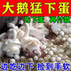 Egg-duoduo chickens, ducks, geese and poultry universal egg-laying treasure, egg-increasing treasure, egg-laying treasure, egg-promoting egg-stimulating and egg-quality feed additive, one bottle, quick effect