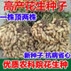 New goods have arrived, original dwarf oil-pressing peanut seeds, spring sown peanut seeds, thin-shell peanuts, dwarf flowers, first-generation peanut original seeds, half Jin Jin equal to 0.5 kg 250g