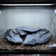 Fish tank stone ornamental stone native tank black gold fine schist turtle basking back schist landscaping platform fish tank climbing pet vacation 3Jin Jin equal to 0.5kg 20-30cm