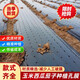 Perforated black mulch film for weeding, insulation, moisturizing and anti-aging medicinal materials, onions, peppers, peppers, special perforated mulch film, 1 wire, 1.5 meters wide, 280 meters wide, 20*20, 6 holes