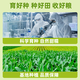 Longping Nuo Zhuangyuan small corn 1 stick Banna sticky corn on the stick single fruit 120g + direct delivery from Zhengzhou