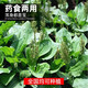 Tianfen Plantain Seeds New Plantain Seeds Medicinal and Food Four Seasons Sowing Chinese Herbal Medicine Planting Balcony Potted Planting Field Planting Plantain Seeds 200 capsules Selected Good Seeds + Free