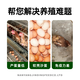 OIMG laying hen premix chicks native chicken free-range chicken breeding period egg production feed hen egg laying special material wholesale Jinding 5Jin Jin equal to 0.5 kg (small bag)