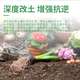 Guoguang Jingweiyuan Power Humic Acid 30g/L Deeply improves soil, strengthens seedlings and roots, promotes root development 20g*1 bottle
