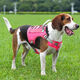 Gilet de la laisse de chiens de chiens à l'alypeta