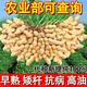 Peanut Seeds Academy of Agricultural Sciences Shelled Huayu No. 25 peanut seeds new variety self-seeding Thin-shell peanut seeds can be saved 100% original peanuts 3Jin Jin equals 0.5 kg 1500g