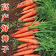 Nine-inch three-red carrots, summer and autumn heat-resistant and cold-resistant fruits and vegetables, radish, crispy and sweet for all seasons, garden carrots for all seasons, nine-inch carrot seeds, new varieties, high-quality varieties, 1 pack of about 1066 seeds