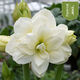 Imported amaryllis seed bulbs, large ball potted flower seedlings, double amaryllis seeds with buds for all seasons, green plants and flowers 1. Flower Elf The circumference of the bulb is 15-18cm