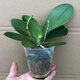 Double Foil Phalaenopsis Potted Orchid Seedlings with Foils and Flower Buds Blooming in All Seasons Indoor Flowers are Easy to Maintain and Live 18. Red Butterfly--Double Foil Sword is shipped and is good as a potted plant