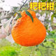Authentic Sichuan Chunjian tangerine seeds, fruit tree dada tangerines, southern ugly tangerine seeds, planted in the north and south, tangerine seeds, three packs of about 30 pieces