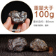 Chuxu natural meteorite raw stone impact stone iron meteorite collection fine play ornaments handle piece fidelity meteorite strong magnet meteorite weight greater than 100g