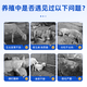 Xiongmu internal and external insecticide can be used to deworm pigs, cattle and sheep and pregnant animals can be used to exterminate internal parasites with chickens, ducks and geese. Xiongmu internal and external insecticide*20 (buy 10 and get 10 free)
