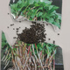 Houttuynia cordata seed seedlings + Sichuan authentic fresh folded ear root seedlings for home gardening and four-season potted plants. Houttuynia cordata seeds only sell good seeds. Simple and easy to plant. Receive 1 bag