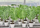 Temps des plantes extrêmes Les vieux monstres monstres un coup d'une grande plante de maison plante de pot de vieux monstres monstres n ° 1283 bon avec plante en pot