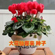 Double cyclamen seeds cyclamen mixed seeds New Year's Eve flower balcony garden potted four-season flowering plants Cyclamen 15 colors mixed GYJ869 new seeds 1 pack about 110 seeds germination rate