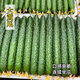 Mini fruit cucumber seeds, heat-resistant and high-yield, spring and summer small cucumber seeds, four-season balcony potted vegetable seeds, 10 large cucumber seedlings