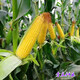 Fruit corn seeds super sweet fresh edible big stick without residue Beijing Sihai Seed Industry Golden Crown 597 corn seed original Golden Crown 218 fruit corn 100g X2 bags