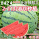 8424 Kirin watermelon seeds, seedless, high-yield rock sugar, lazy watermelon seeds, southern four-season vegetable and fruit seeds, Huayu original color pack, 1 pack, about 50 capsules